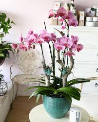 Find a whole foods market store near you. Orchid Republic Floral Boutique Home Facebook