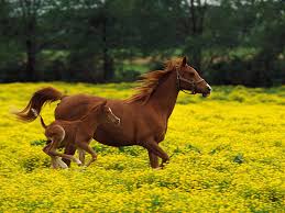 Image result for ‫عکس طبیعت‬‎