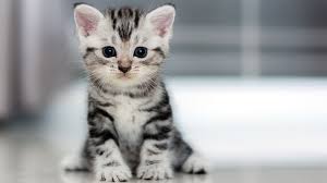 Kitten Cat Cute 4k Horizontal Best Cat Breeds American Shorthair Kitten Cute Cat Breeds