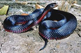 Check spelling or type a new query. Red Bellied Black Snake Pseudechis Porphyriacus Reptile Snakes Beautiful Snakes Snake
