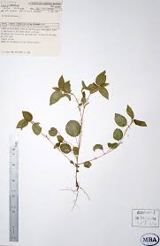 Image result for Corchorus schimperi