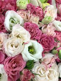 In western culture some flowers has symbolic meanings, like red roses for love and daisies for. The Beautiful Pink And White Roses Lovely Flowers Stock Photo Picture And Royalty Free Image Image 74675930