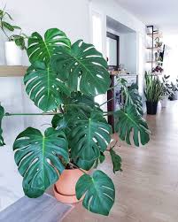 House Plant Club On Instagram Monstera Deliciosa Is A Plant That Takes Up A Lot Of Room We Think The Floor Space Is W Plants House Plants Plant Decor Indoor