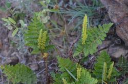 Image result for Anemiaceae