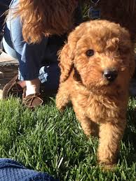 They are a cross between a golden retriever & a poodle. Karen Harris Of Henderson Said Her 12 Week Old Goldendoodle Kya And The Family S Other Dog Samson Got Into What Started Out As An Ordinary Game Of Tug Of War However The Fun Ended Abruptly