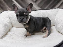 We are proud to raise akc registered and health tested french bulldogs. Visit Our French Bulldog Puppies For Sale Near Madison Wisconsin