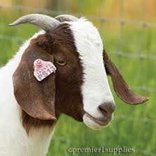 Pin On Happy Sheep Goat Products