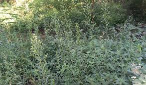 Image result for Erigeron sumatrensis