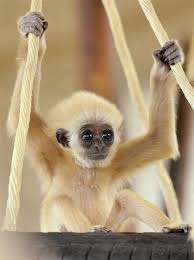 Babygibbon I Think We Went To School With His Dad Lol Animals Cute Baby Animals Cute Animals