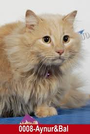 En Sevimli Kedi Sevimli Kediler Kedi Ense