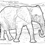 Ausmalbilder elefanten kostenlos drucken für kinder. Ausmalbilder Elefanten Kostenlos Herunterladen Und Ausmalen Lassen