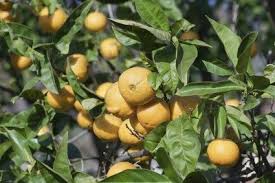My meyer improved lemon tree is about a foot high. Leaf Curl In Orange Trees Why Are My Orange Tree Leaves Curling