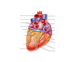 We did not find results for: Anatomy Of The Human Heart Posterior View Quiz