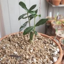 Maybe you would like to learn more about one of these? Fockea Edulis Uploaded By Lovestogarden