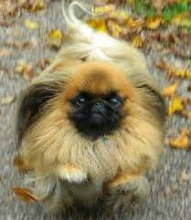 Run Pekingese Run Pekingese Dogs Pekingese Puppies Pekingese