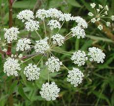 Pin On Poison Plants To Cats