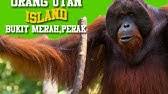 To increase the traffic to bukit merah orang utan foundation website. Let S Share Care To The Bukit Merah Orang Utan Island Foundation Youtube