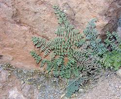 Image result for Cheilanthes similis