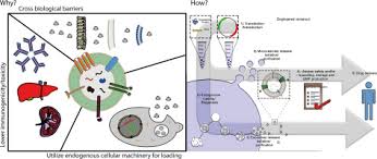 Show your country's previous relationship with the topic (preferably with relevant examples). Extracellular Vesicles As Drug Delivery Systems Why And How Sciencedirect