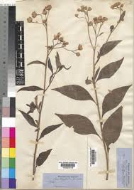 Image result for Vernonia hochstetteri