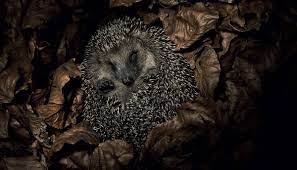 Welche tiere halten winterschlaf, winterruhe oder verfallen in winterstarre? Igel Steckbrief