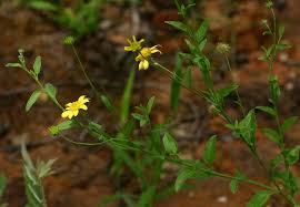 Image result for Calostephane divaricata