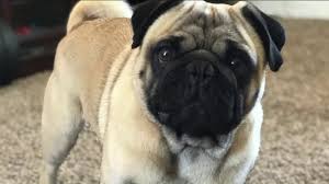 I'm looking for orange cat. Lake Los Angeles Family S Missing Dog Listed For Sale On Craigslist Ktla