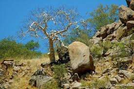 Image result for Sterculia quinqueloba