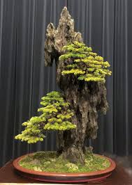 Two Major Bonsai Events A Regal Rock Planting Bonsai Bark Bonsai Forest Bonsai Art Bonsai