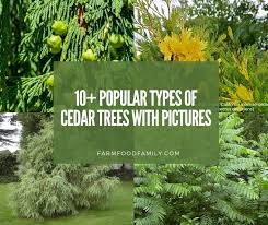 When referring to boards, dimensions are approximations, however a 1 x 4 western red cedar board is typically closer to a true 1″ thickness, while chinese cedar is closer to 3/4″ thick. 10 Different Types Of Cedar Trees Wood With Identification Pictures