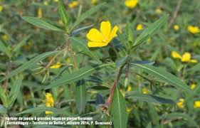 Miniature ou lettre peinte décorant les manuscrits. Realisation Des Travaux D Arrachage De La Jussie Sur L Oudon Et Ses Annexes Bassin Versant De L Oudon