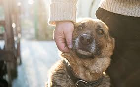 We are pet parents ourselves and treat each of our campers like members of our own family. Home Pet Hospice In Home Euthanasia