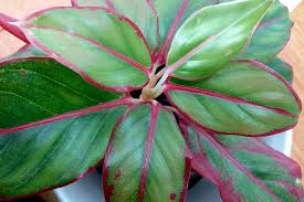 We did not find results for: 23 Colorful Houseplants To Warm Up Your Winter Gardener S Path