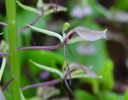 Image result for Liparis harketii