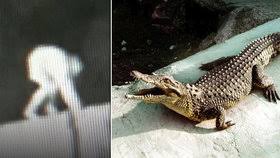 Věnujeme se nejen práci s hůlkou ale i s pompomy. Krokodyl Vse O Tematu Blesk Cz