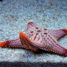 Random Animal Generator Starfish Animals Sea Creatures