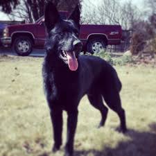 Pin By Kari Kahler Lara On Dogs Animals Black German Shepherd Black German Shepard German Shepherd Pictures