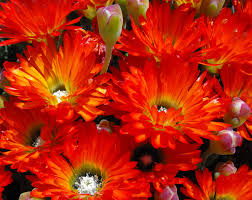 Image result for Lampranthus spp.