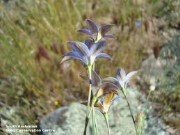 Image result for Wahlenbergia wittei