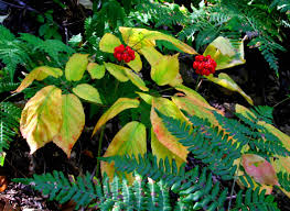 Also, look for plants with red berries. The Allure And Uncertain Future Of Wild Wisconsin Ginseng Wiscontext