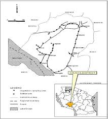 Image result for Brachystegia wangermeeana