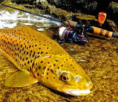 We did not find results for: Pflueger Fishing Reels Hook Line And Sinker Guelph S 1 Tackle Store