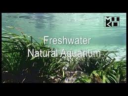 The Freshwater Natural Aquarium Documentary Shows Freshwater Tropical Aquarium Fish In The Wild Availabl Nature Aquarium Aquarium Fish Tank Aquascape Aquarium