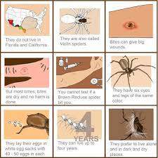 How To Kill Brown Recluse Spiders Spider Spray Insecticide For Extermination