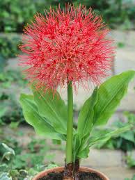 Image result for Scadoxus