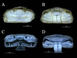 Image result for Cadaba glaberrima