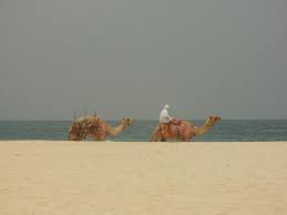 When to go for the ride. Camel Ride Picture Of Le Royal Meridien Beach Resort Spa Dubai Tripadvisor