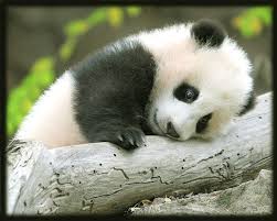  Gambar Panda Lucu Dan Imut Gambar Pemandangan Bayi Hewan Binatang Buas Panda Raksasa