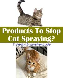 5 Complete Cool Tricks My Two Neutered Male Cats Are Spraying What Can I Spray My Cat With Naturvet Herbal Flea Spray For Cats Spray To Get Cats To St Aerosol
