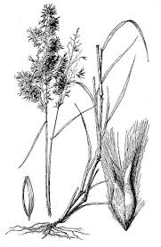 Image result for Melinis repens